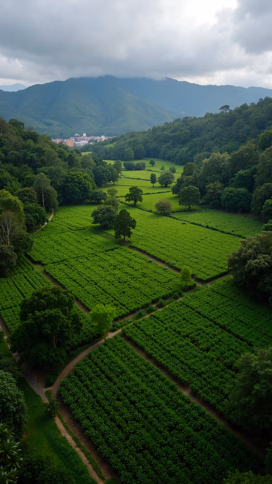 Tea Plantation Serenity
