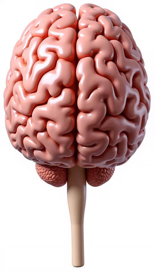 Brain Illustration