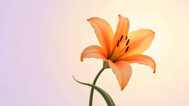 Lily Illustration