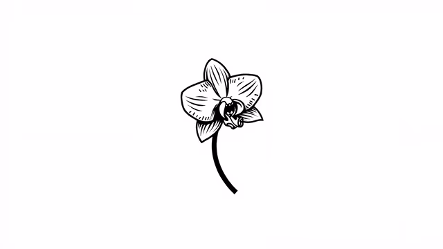 Orchid Illustration