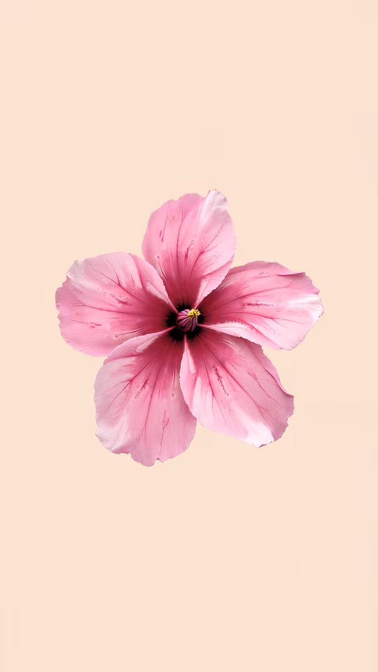 Pink Hibiscus