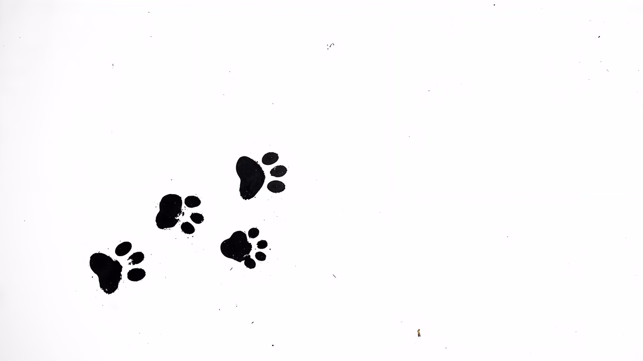 Minimalist paw prints on a white background
