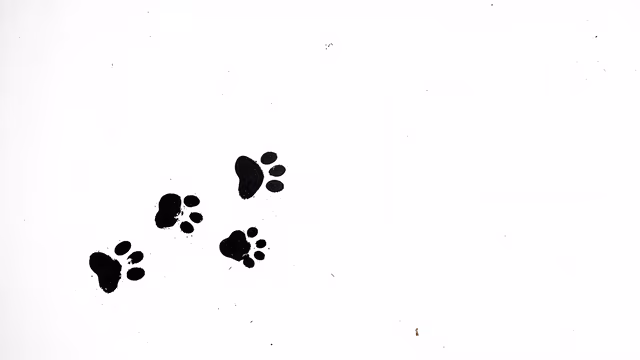 Paw Prints