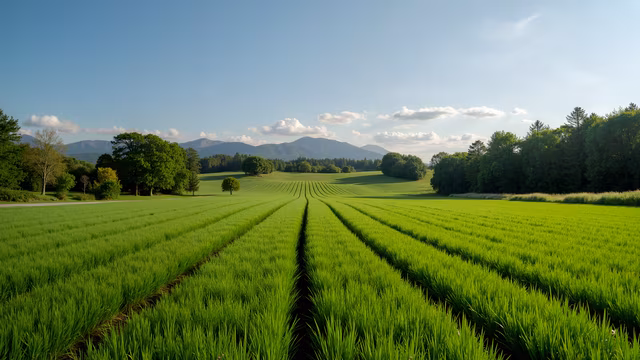 Rice Field Serenity