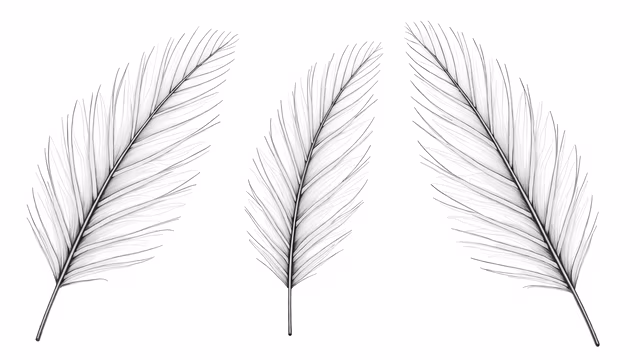 Feather Illustration