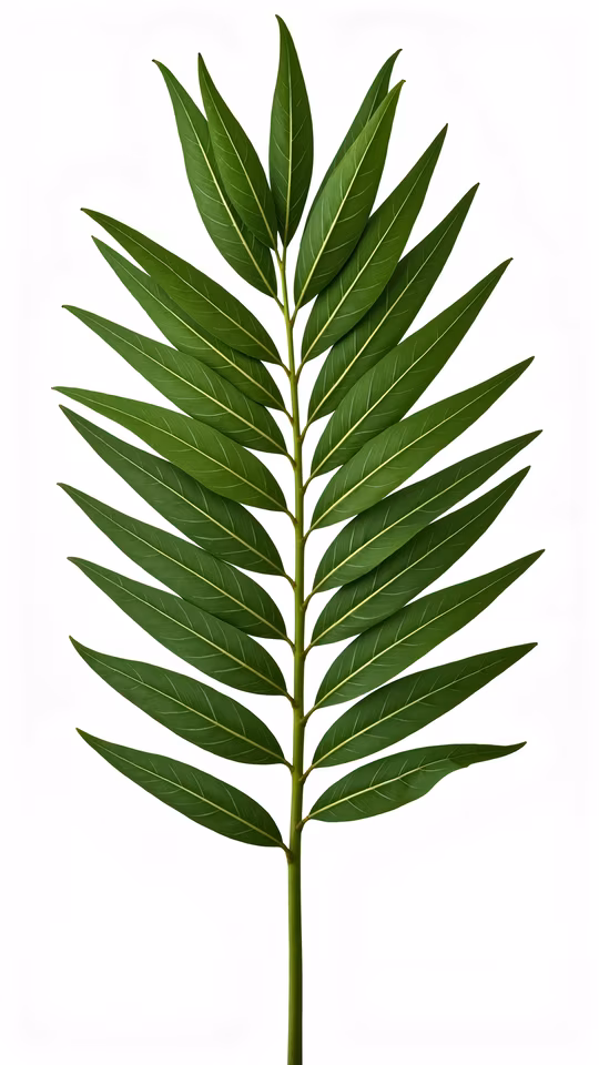 Green Leaf Illustration