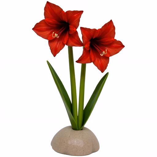 Red Amaryllis Illustration