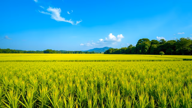Rice Field Under a Blue Sky