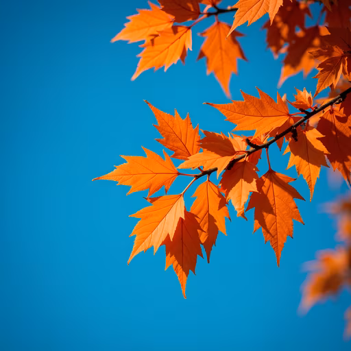 Autumn Leaves Against Blue Sky