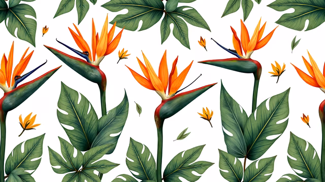 Bird of Paradise Illustration