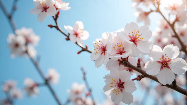 Cherry Blossoms in Bloom