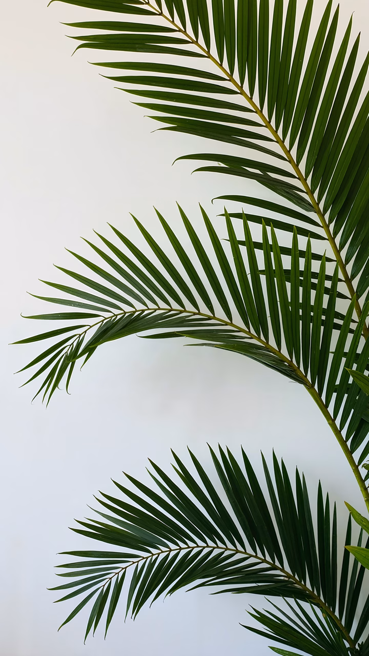 Vibrant green palm fronds on a white background, serene nature photography.