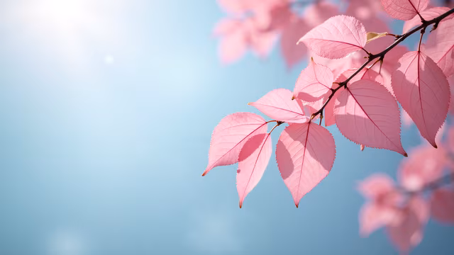 Pink Blossoms