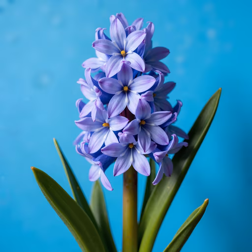 Purple Hyacinth