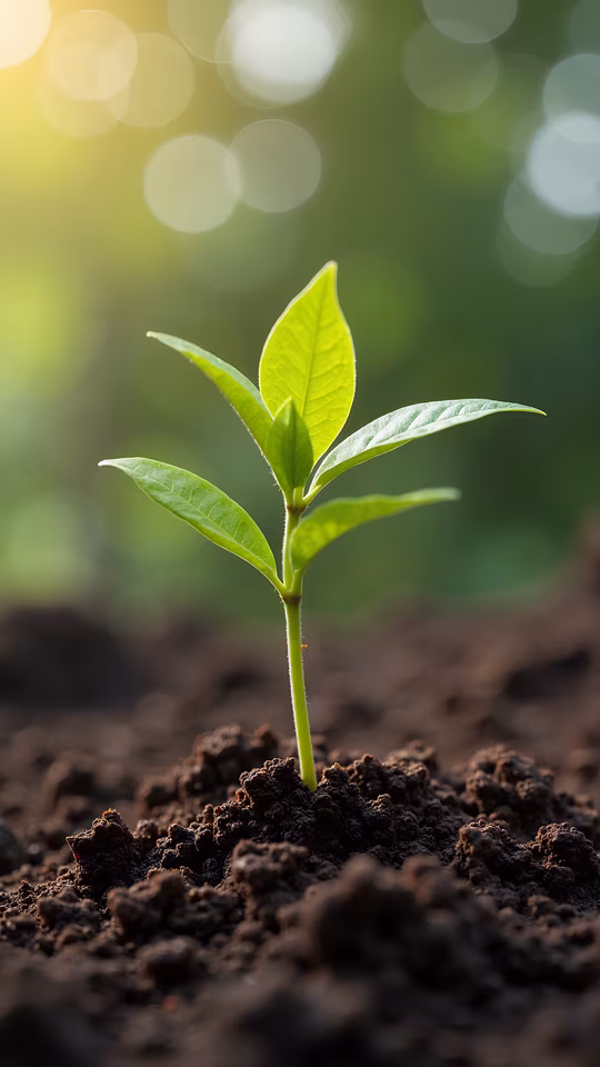 Seedling Sprouting