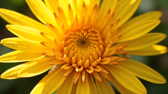Sunflower Close-Up