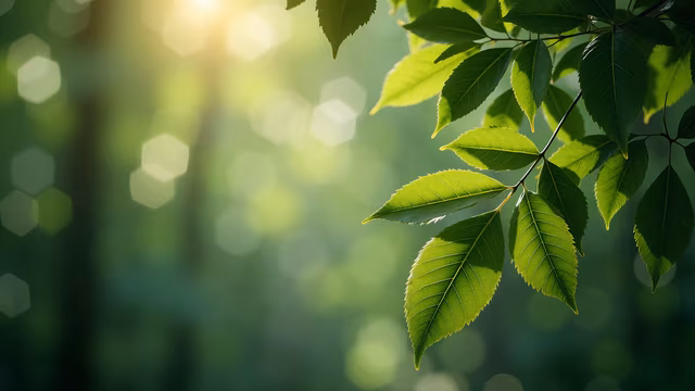 Sunlit Leaves