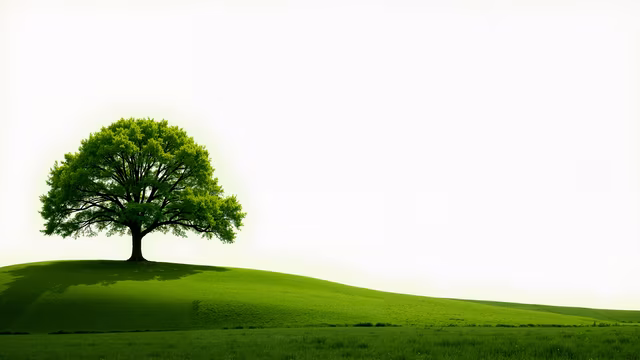 Solitary Tree Illustration
