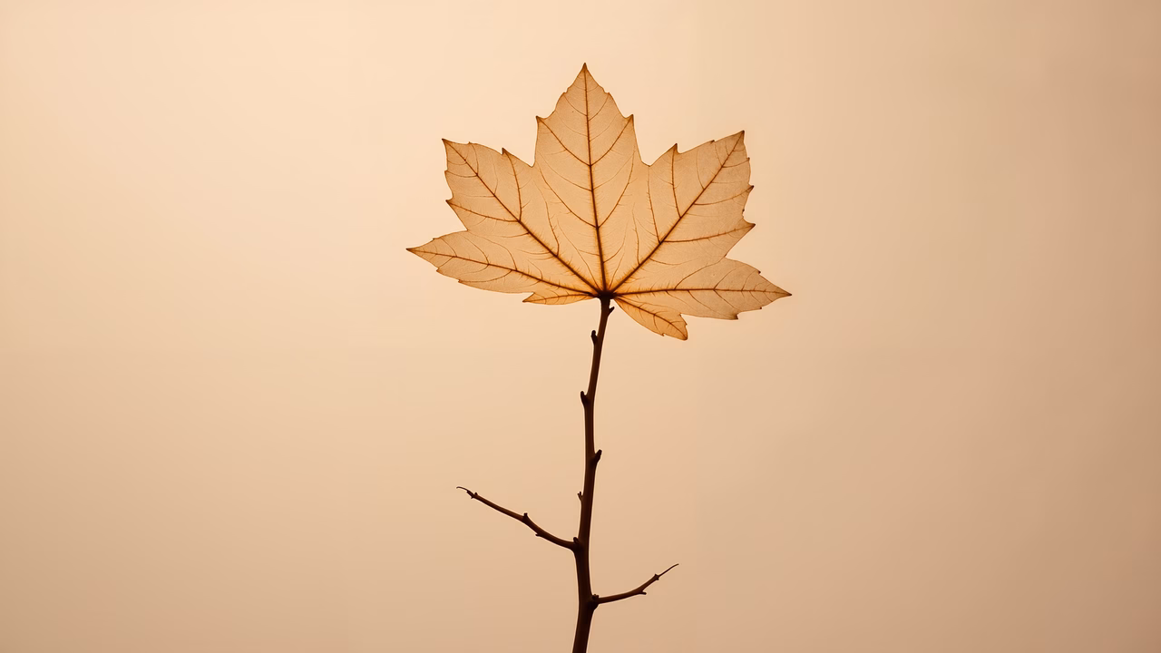 Autumn leaf silhouette against a soft background, evoking tranquility.