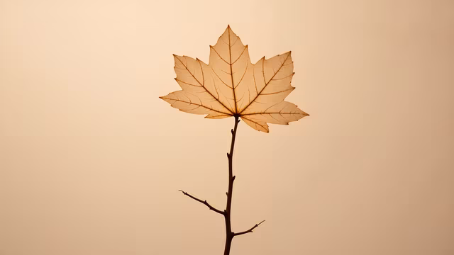 Autumn Leaf Silhouette