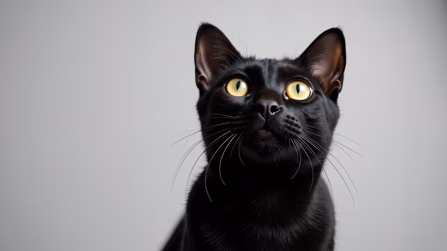 Black Cat Portrait