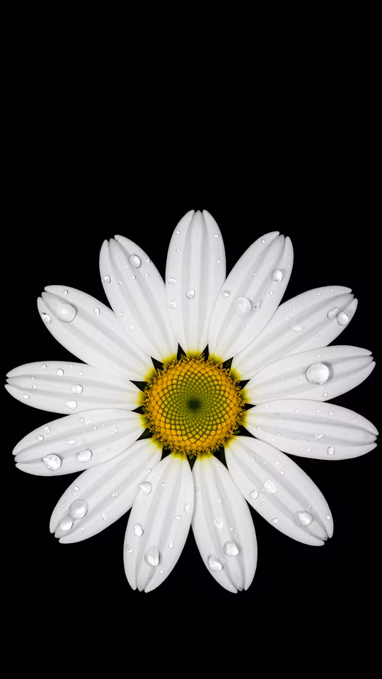 Daisy with Dew Drops