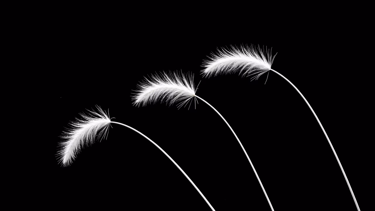 Graceful feathered stems against a black backdrop, capturing nature's elegance in black and white.