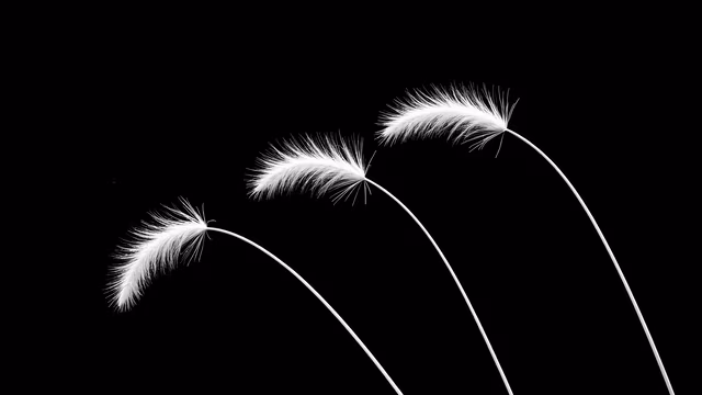 Feathered Stems