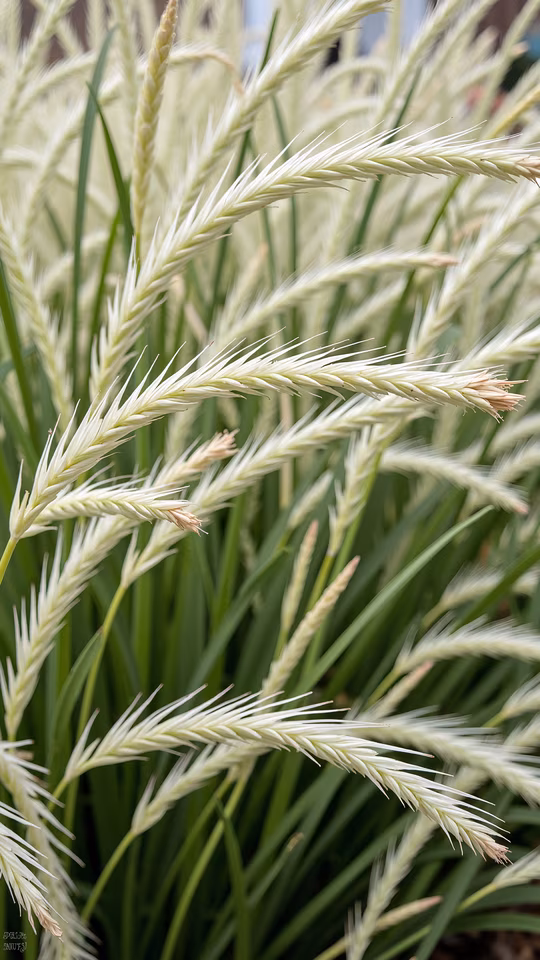 Grass Close-Up