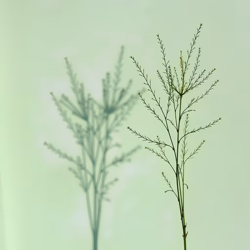 Green Branches