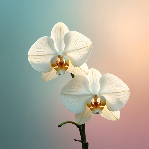 Orchid Beauty