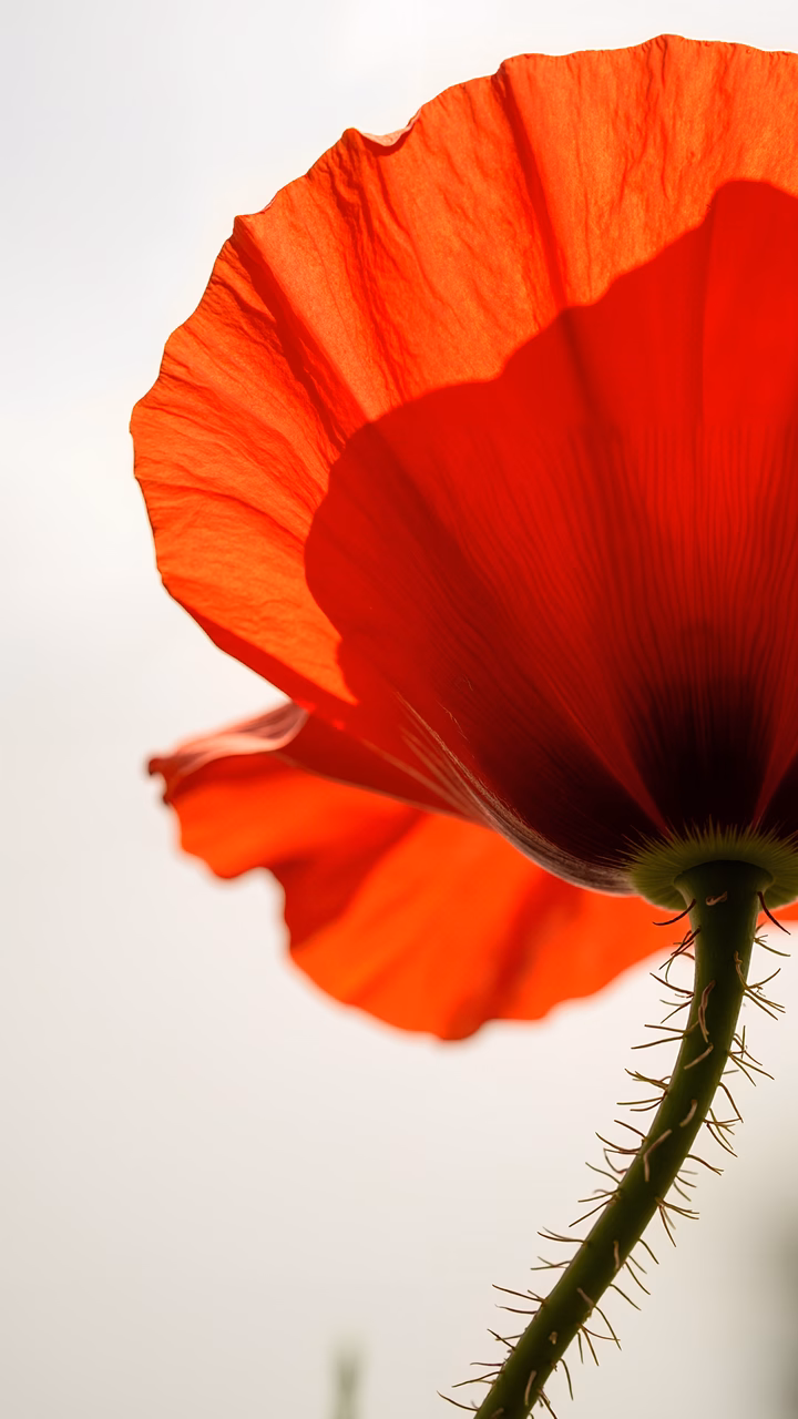 Close-up of a red poppy flower against an overcast sky, highlighting natural beauty and tranquility.