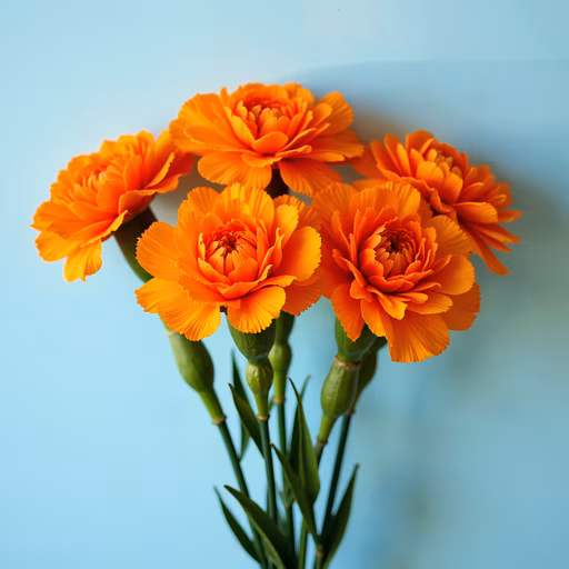Vibrant Carnations