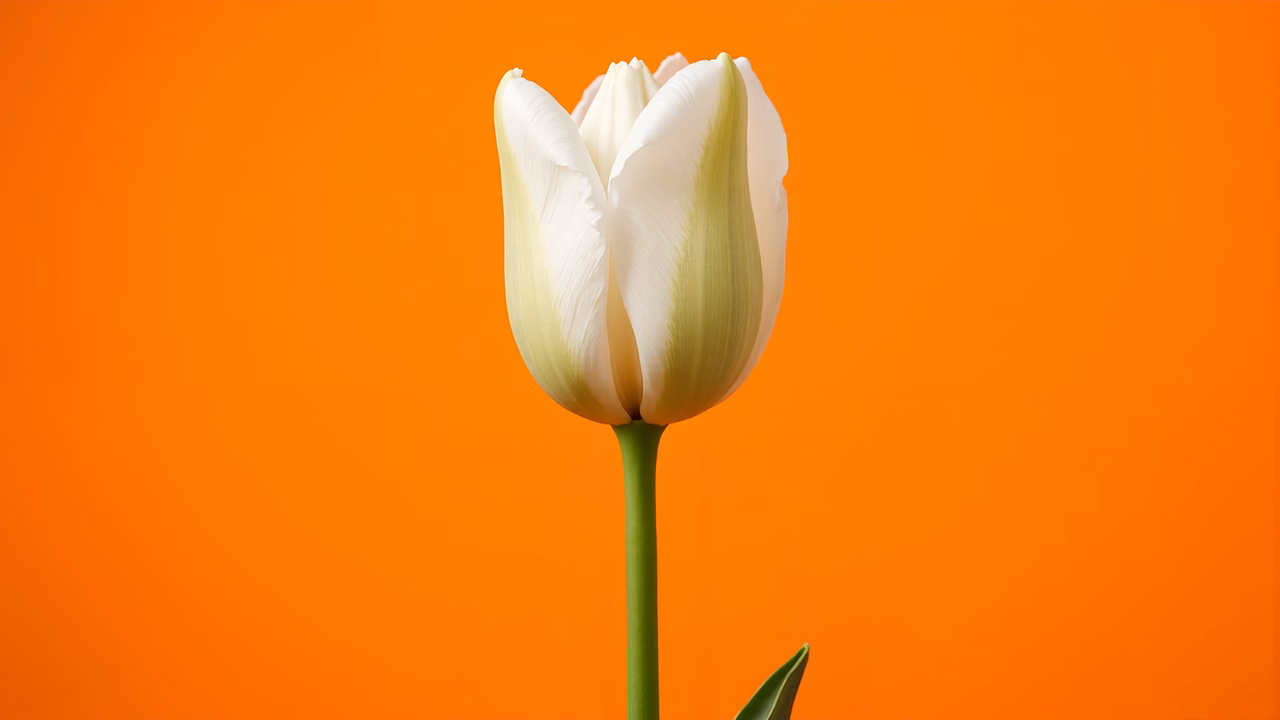 Close-up of a white tulip with a vibrant orange background, emphasizing elegance and purity.
