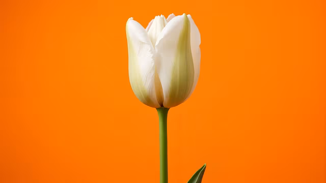 White Tulip on Orange