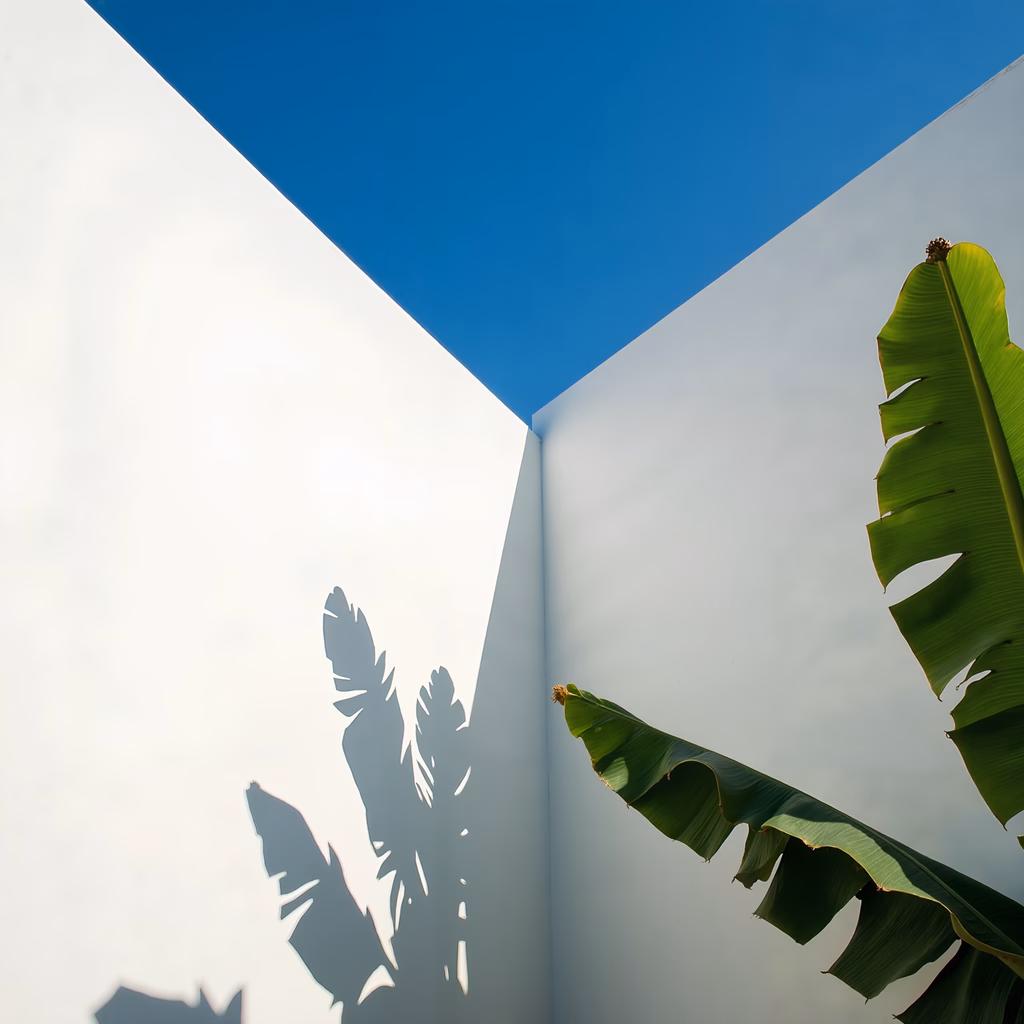 Minimalist nature photography showcasing banana leaf shadows against a white wall under a clear blue sky.