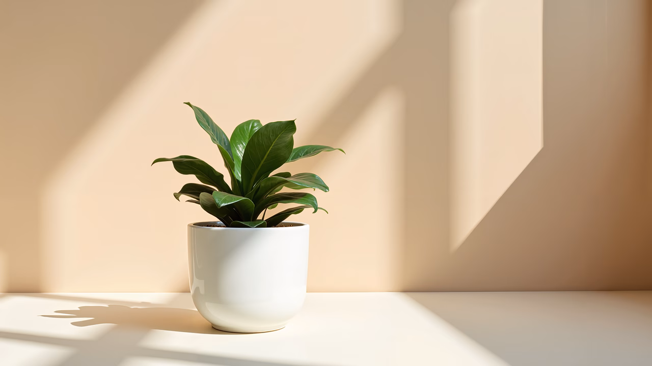 A tranquil indoor scene with a sunlit plant in a minimalist setting.