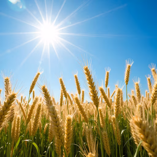 Golden Wheat Field