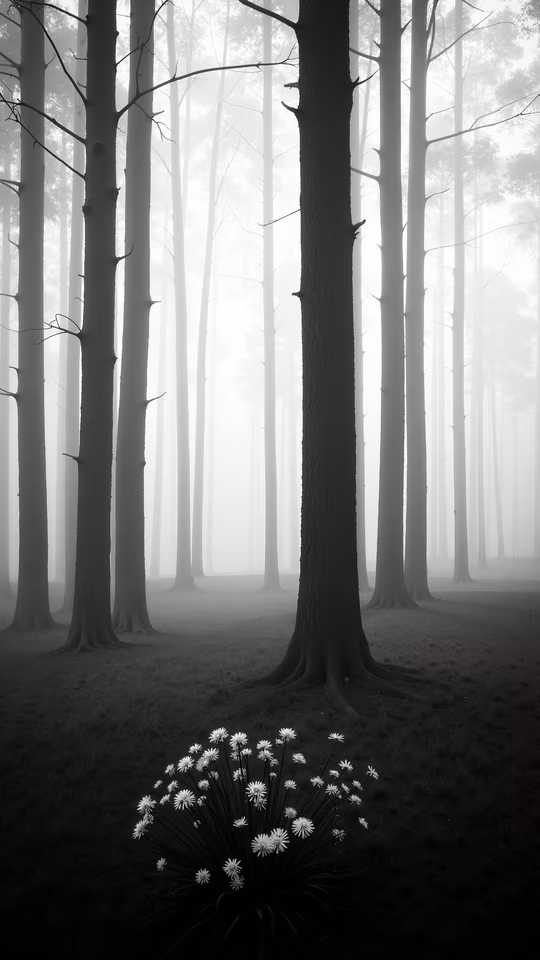 Misty Forest Illustration