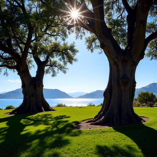 Sunlit Grove