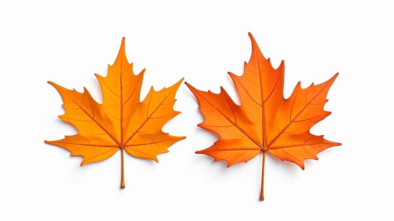 Vibrant autumn leaves on a white background