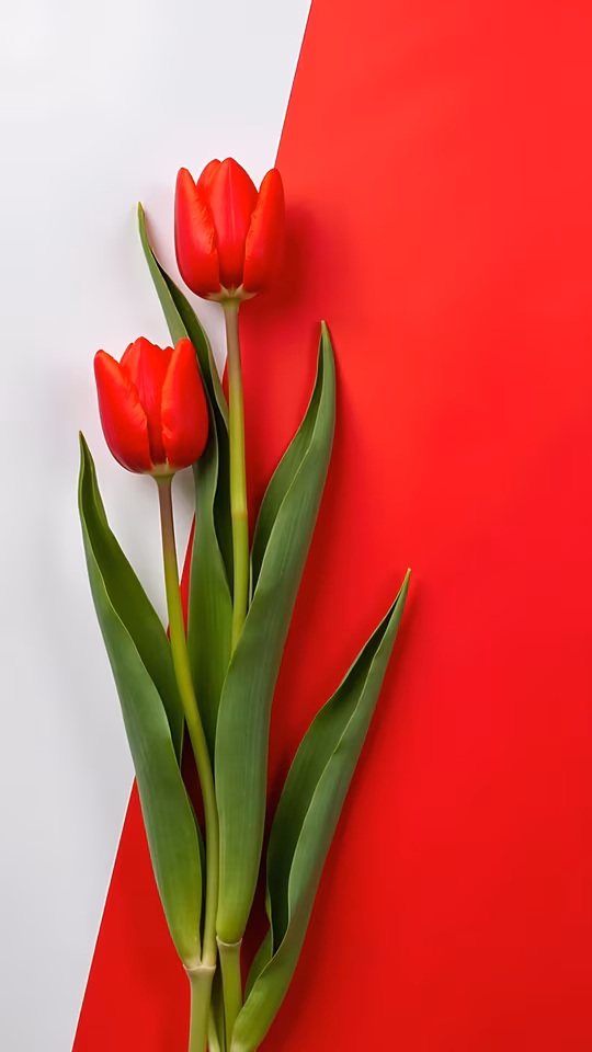 Red Tulips on Split Background