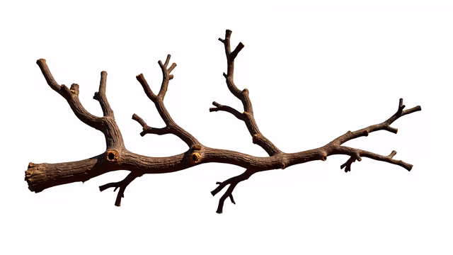Dry Branch Illustration