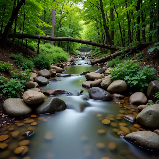 Forest Stream