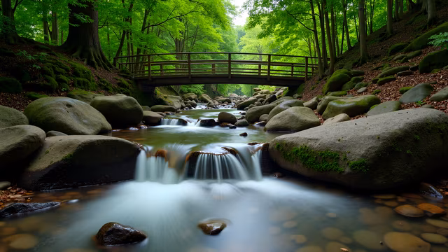 Forest Stream