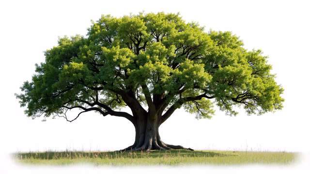 Lone Tree Illustration