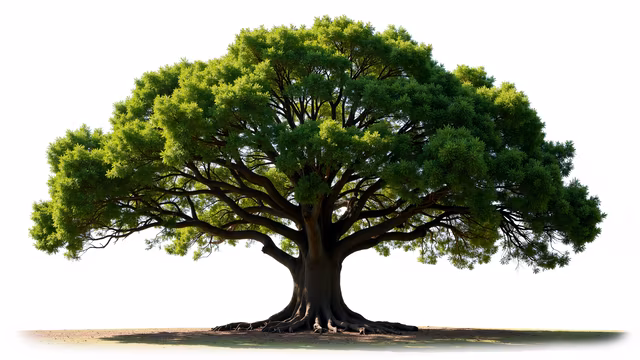 Lone Tree Illustration