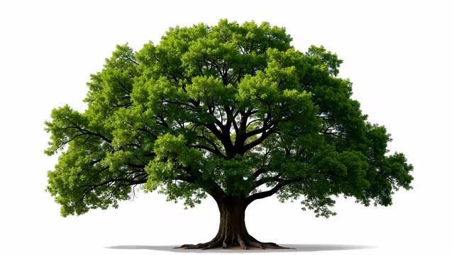 Lush Green Tree Illustration