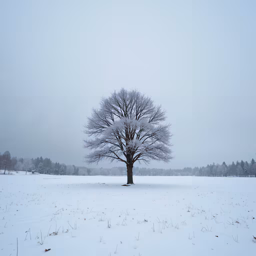 Snowy Solitude