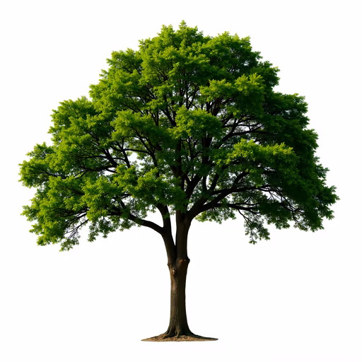 Green Tree Illustration